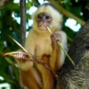 Lilac Male White-fronted Capuchin Monkey