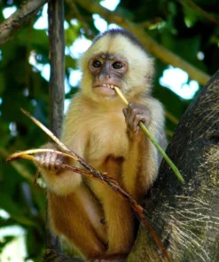 Lilac Male White-fronted Capuchin Monkey