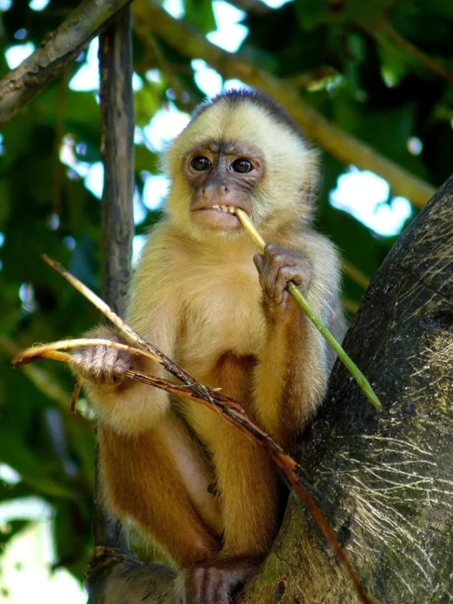 Lilac Male White-fronted Capuchin Monkey