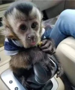 Capuchin Monkey For Sale