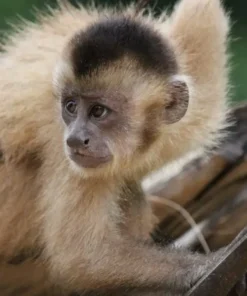 Male- Kaapori Capuchin Monkey