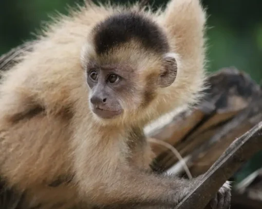 Male- Kaapori Capuchin Monkey