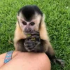 Spanky Capuchin Monkey For Sale USA