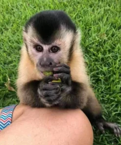 Spanky Capuchin Monkey For Sale USA