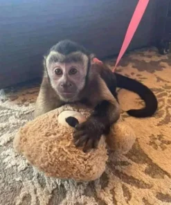 Charlie Capuchin Monkey