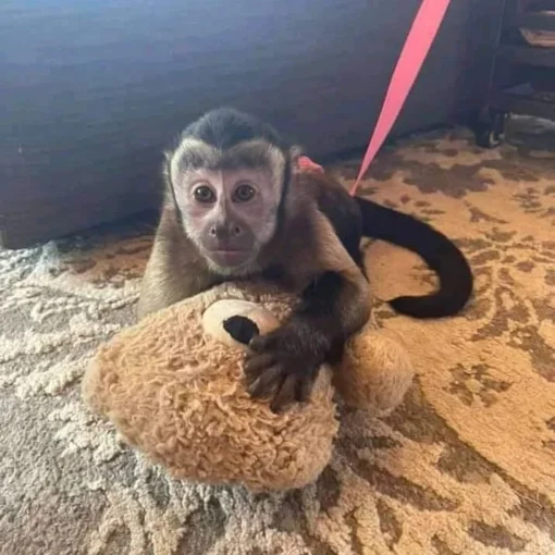 Charlie Capuchin Monkey