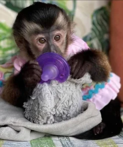 Ella Capuchin Monkey Pet