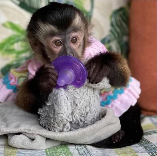 Ella Capuchin Monkey Pet