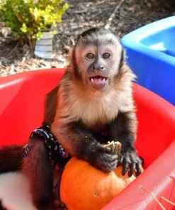 Capuchin Monkey For Sale (kylo male)