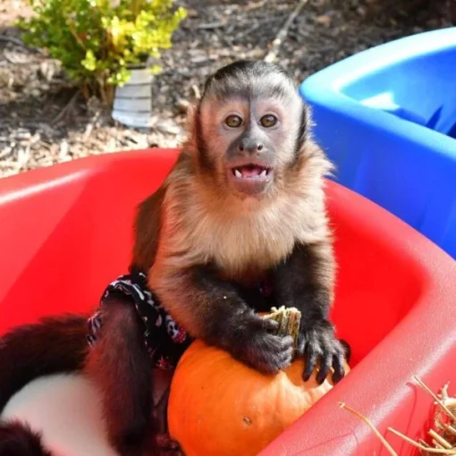 Capuchin Monkey For Sale (kylo male)