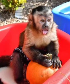 Capuchin Monkey For Sale (kylo male)