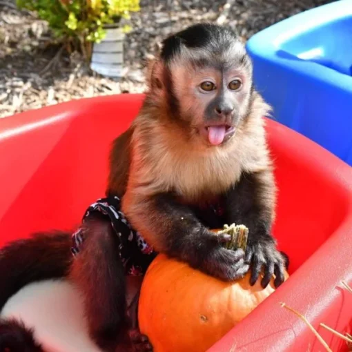 Capuchin Monkey For Sale (kylo male)