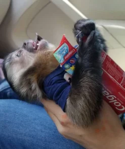 Capuchin Monkey For Sale (kylo male)