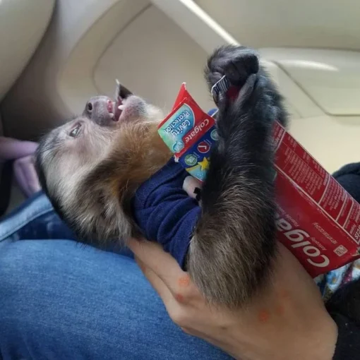 Capuchin Monkey For Sale (kylo male)