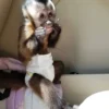 Capuchin Monkey For Sale (kylo male)