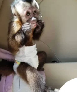 Capuchin Monkey For Sale (kylo male)