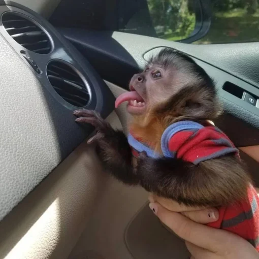 Capuchin Monkey For Sale (kylo male)