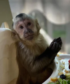 Kiala Capuchin Monkey Pet