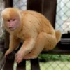 Milo- Male Blond Capuchin Monkey