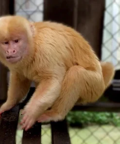 Milo- Male Blond Capuchin Monkey