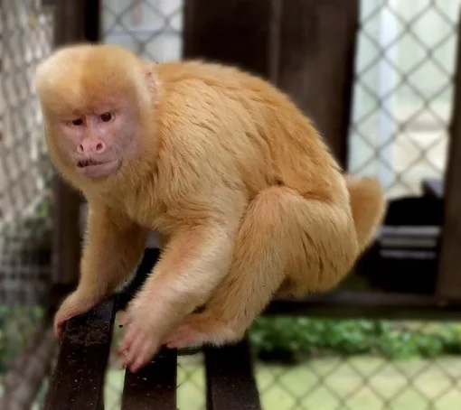 Milo- Male Blond Capuchin Monkey