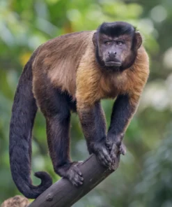 Capuchin Monkey Pet For Sale Near FL