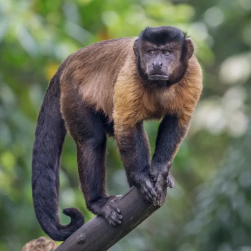 Capuchin Monkey Pet For Sale Near FL