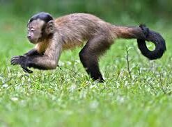 Charlie Capuchin Monkey