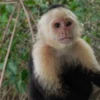 Rex Male, White-headed Capuchin Monkey