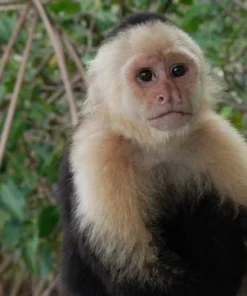 Rex Male, White-headed Capuchin Monkey